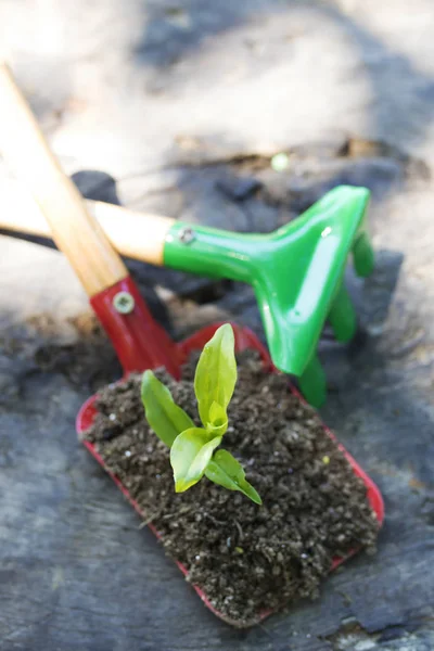 Gartengeräte Und Junge Topfpflanze — Stockfoto