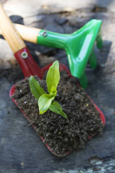 Gartengeräte Und Junge Topfpflanze — Stockfoto
