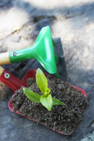 Tuingereedschap Jonge Ingemaakte Installaties — Stockfoto