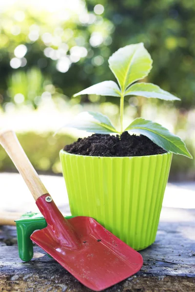 Gardening Tools Young Potted Plant — Stock Photo, Image