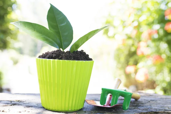 Gardening Tools Young Potted Plant — Stock Photo, Image