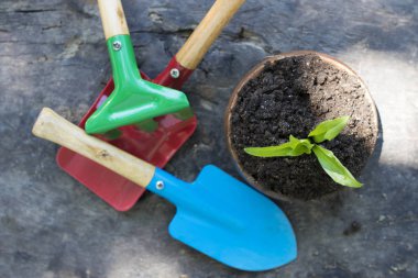 Saksının içinde bitki ve araçları Bahçe