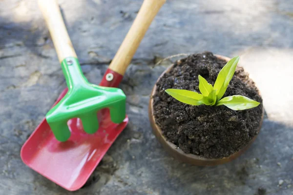 Plant Flowerpot Gardening Tools — Stock Photo, Image