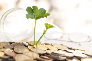 Genç bitki büyüyen, kavramı ile yığılı paralar