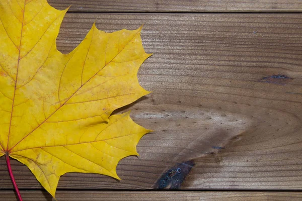 Hojas Otoño Fondo Madera Rústica —  Fotos de Stock