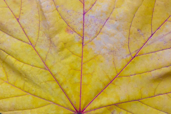 Fondo Textura Las Hojas Otoño — Foto de Stock