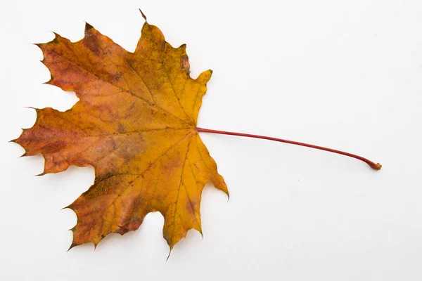 Herbstblätter Isoliert Auf Weißem Hintergrund — Stockfoto