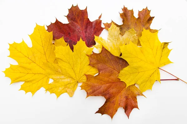 Feuilles Automne Isolées Fond Blanc — Photo