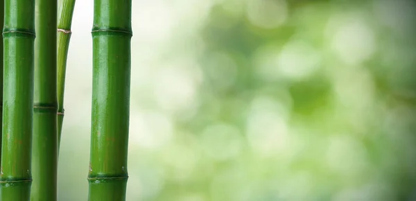 Bûches Bambou Sur Fond Vert Naturel — Photo