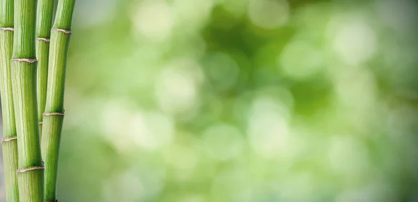 Bamboe Logt Natuurlijke Groene Achtergrond — Stockfoto