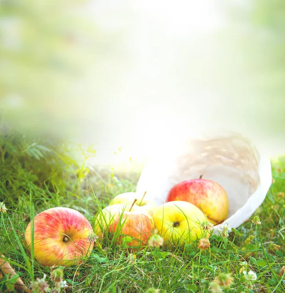 Cesta Com Maçãs Campo Livre — Fotografia de Stock