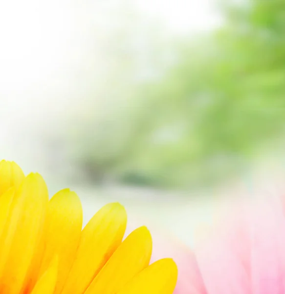 Blomblad Med Naturlig Bakgrund — Stockfoto