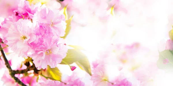 Cherry Blossom Tak Lente Bloom — Stockfoto