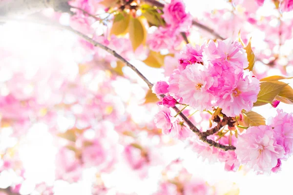 Cherry Blossom Branch Vårblom — Stockfoto