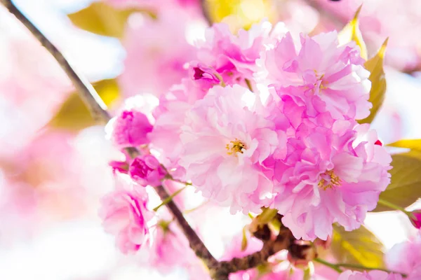 Цветочная Ветвь Сакуры Весенний Цветок — стоковое фото