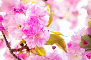 kiraz çiçeği dalı, bahar çiçeği