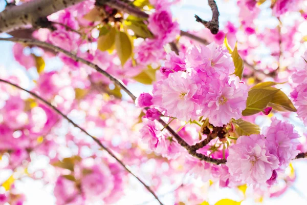 Kirschblütenzweig Frühlingsblüte — Stockfoto