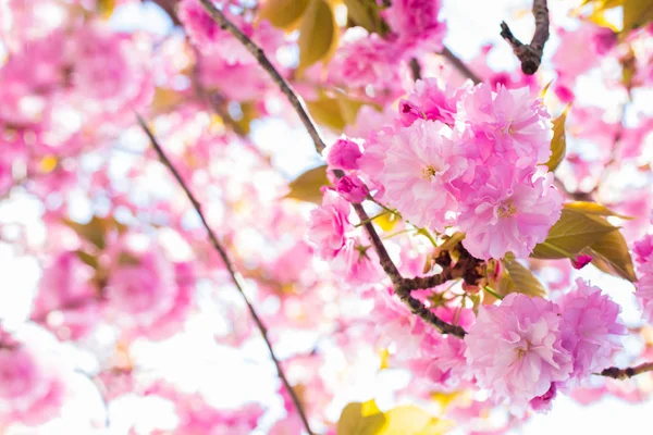 Cherry Blossom Branch Vårblom — Stockfoto