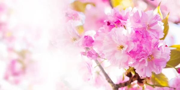 Kirschblütenzweig Frühlingsblüte — Stockfoto