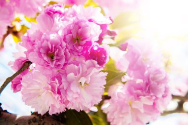 evde germe kadın atlet