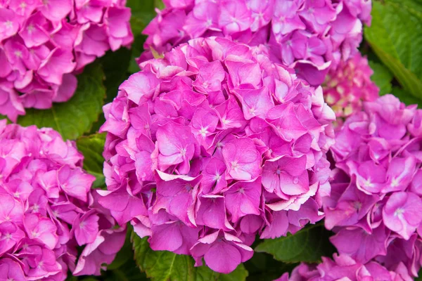 Gros Plan Des Hortensias Naturelles Floraison Fleurs — Photo