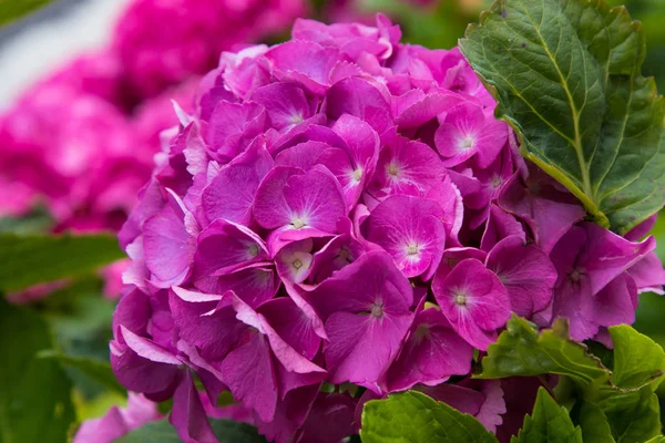 Close Natural Hydrangeas Flowering Flowers — Stock Photo, Image