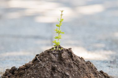 Genç ağaç ya da bitki toprakta büyüyor.