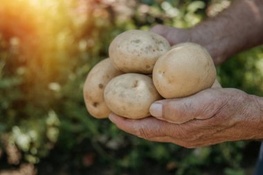Çiftçinin eli ve patates hasadı.