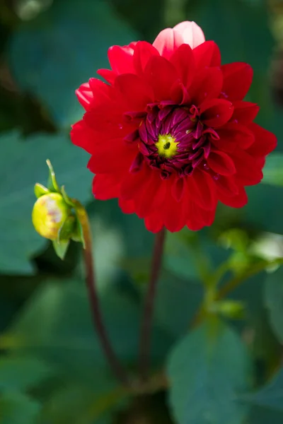 Röd Krysantemumblomma Blom Blommor Och Trädgårdsskötsel — Stockfoto