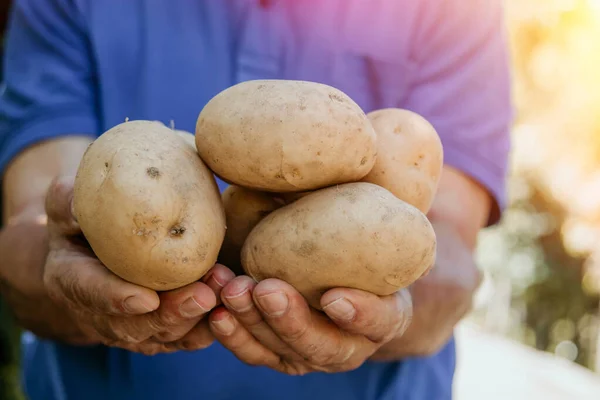 Bauer Mit Der Kartoffelernte Der Hand — Stockfoto
