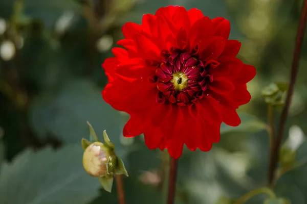 Chrysanthemenblüte Blumen Und Gartenarbeit — Stockfoto