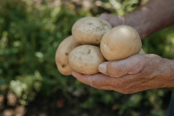 Hand Des Bauern Mit Der Kartoffelernte — Stockfoto