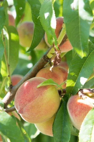 成熟した木の桃は — ストック写真
