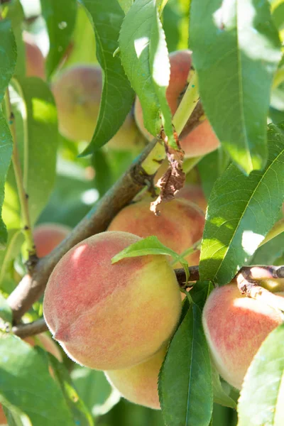 Pesche Nell Albero Maturazione — Foto Stock