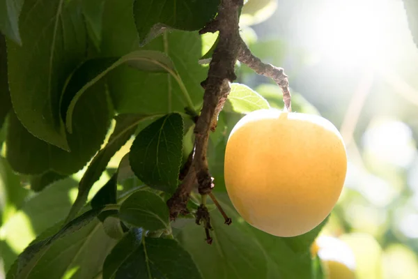 Ameixas Árvore Agricultura Colheita Frutas — Fotografia de Stock