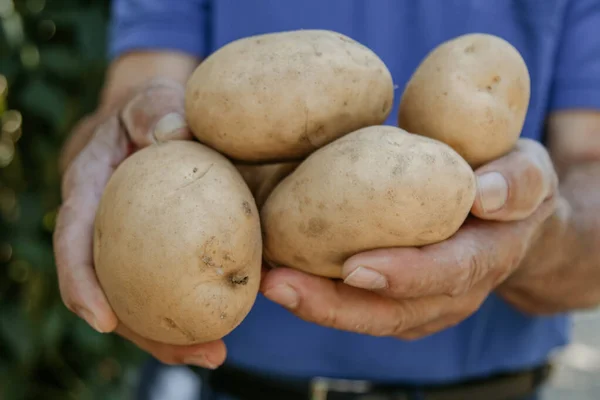 Hand Des Bauern Mit Der Kartoffelernte — Stockfoto