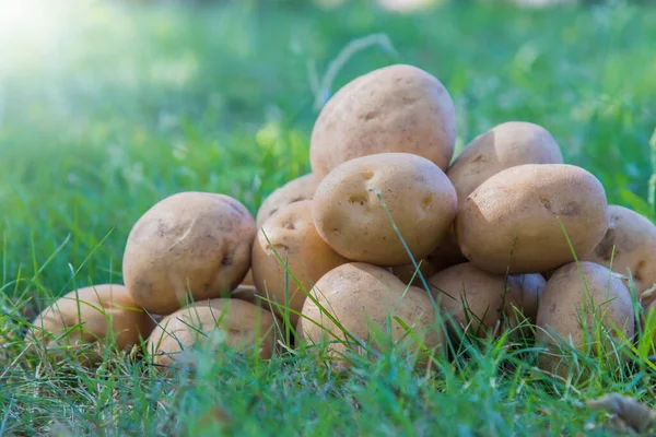 Kartoffeln Stapeln Sich Gras Ernte Und Landwirtschaft — Stockfoto