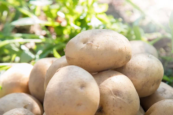 Kartoffelernte Auf Dem Land — Stockfoto