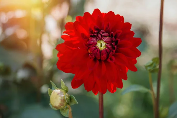 Czerwony Kwiat Chryzantemy Rozkwicie Kwiaty Ogrodnictwo — Zdjęcie stockowe
