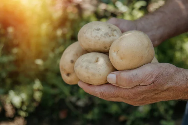 Mão Agricultor Com Colheita Das Batatas — Fotografia de Stock