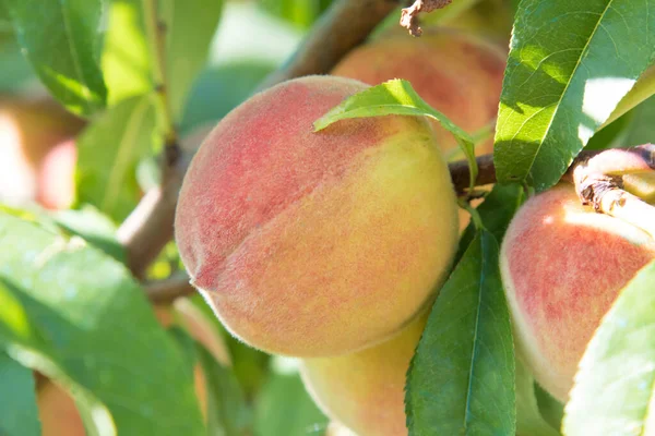 Pesche Nell Albero Maturazione — Foto Stock