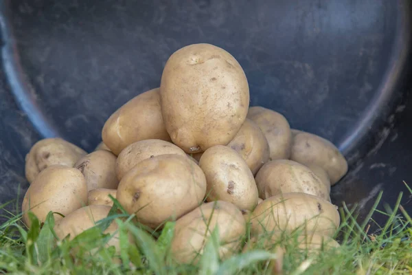 Batatas Caldeirão Colheita Agricultura — Fotografia de Stock