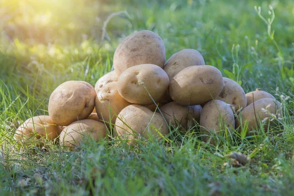 potatoes piled up in grass, harvest and agriculture