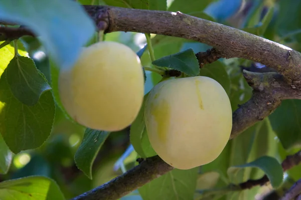 Ciruelas Árbol Agricultura Cosecha Frutas —  Fotos de Stock