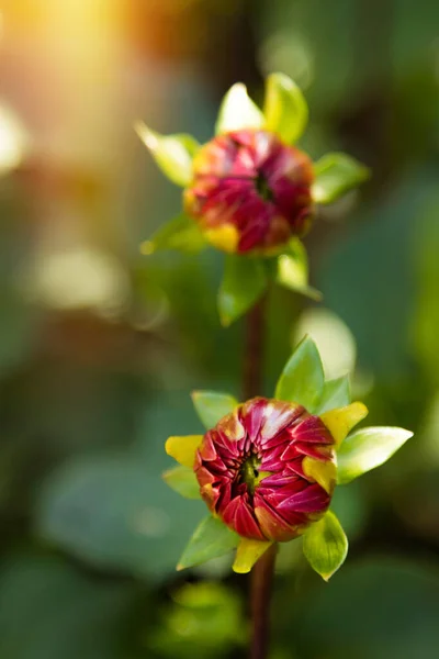 Chrysanthemenblüte Blumen Und Gartenarbeit — Stockfoto