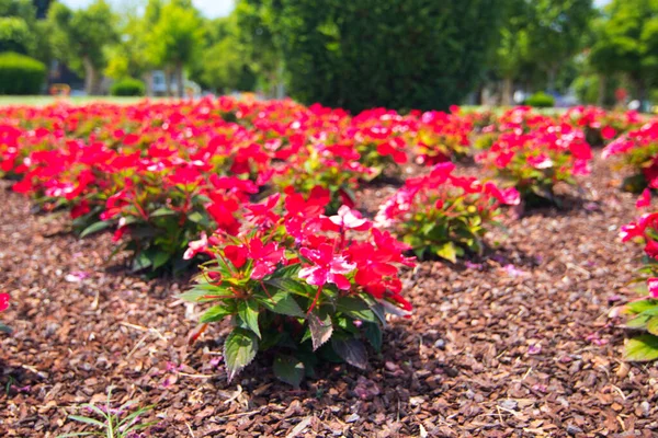 Ornamental Flower Planting Garden — ストック写真