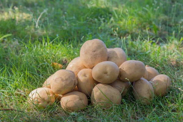 Kartoffeln Stapeln Sich Gras Ernte Und Landwirtschaft — Stockfoto