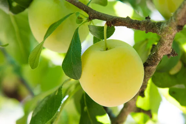 Prune Copac Agricultură Recoltă Fructe — Fotografie, imagine de stoc