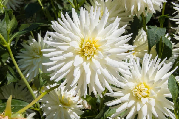 Chrysanthemenblüte Garten Geöffnet — Stockfoto