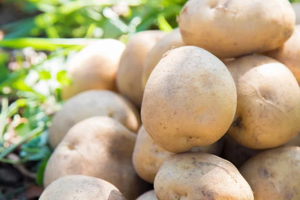 Kartoffelernte Auf Dem Land — Stockfoto